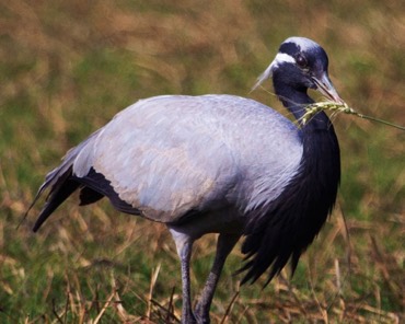 Demoiselle Crane